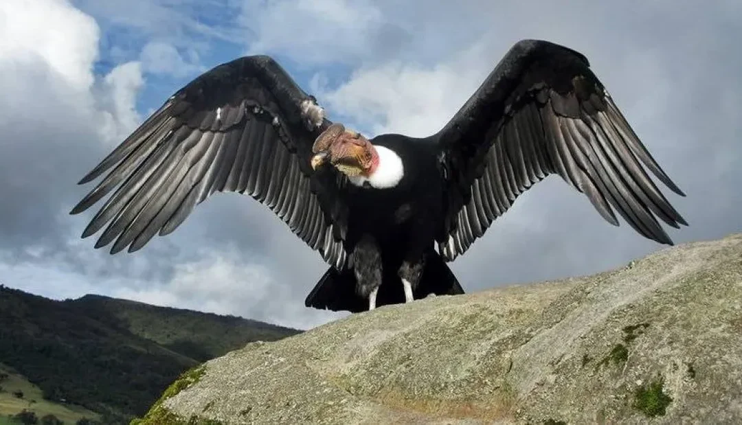 UNCUYO San Rafael impulsa un curso-taller para conocer y conservar la flora y fauna del sur mendocino