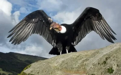 UNCUYO San Rafael impulsa un curso-taller para conocer y conservar la flora y fauna del sur mendocino