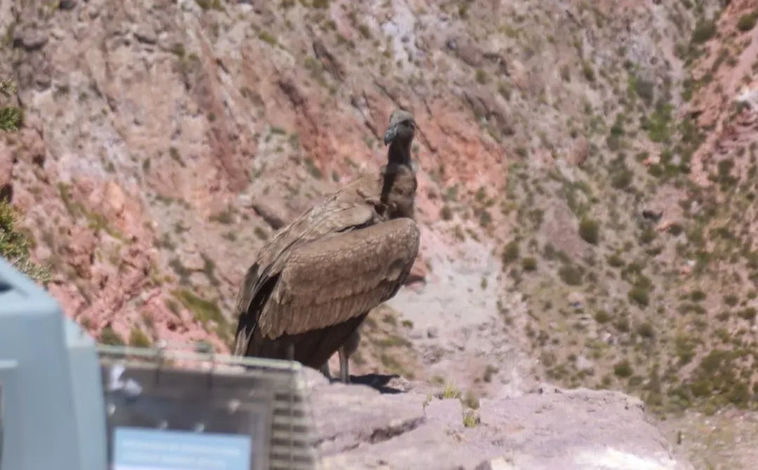 El Municipio acompañó la liberación de un Cóndor Andino en Valle Grande