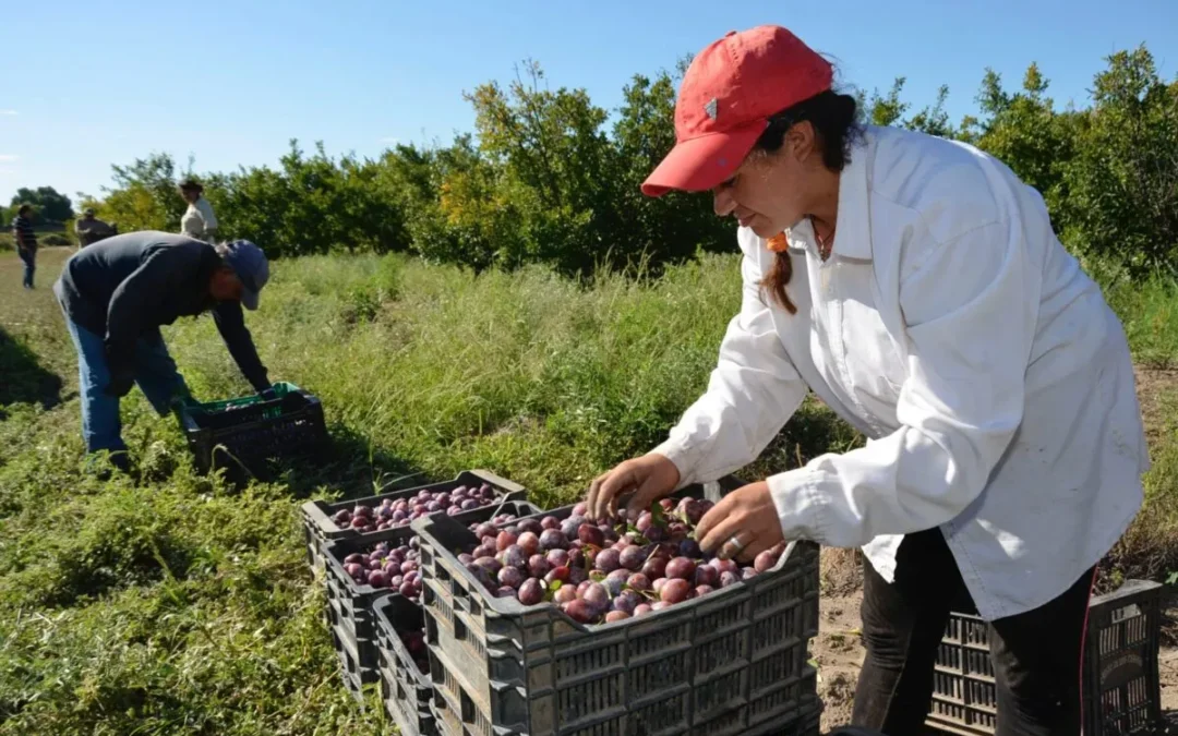 Productores de San Rafael en crisis: advierten que ya no es rentable producir