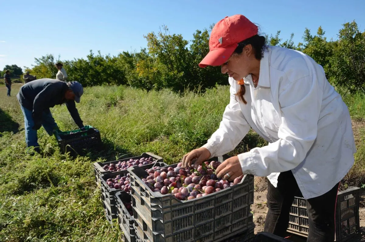 La producción de frutas atraviesa uno de sus peores momentos