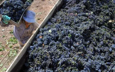 Crisis de los viñateros en Mendoza: productores advierten que el precio de la uva está por debajo del costo