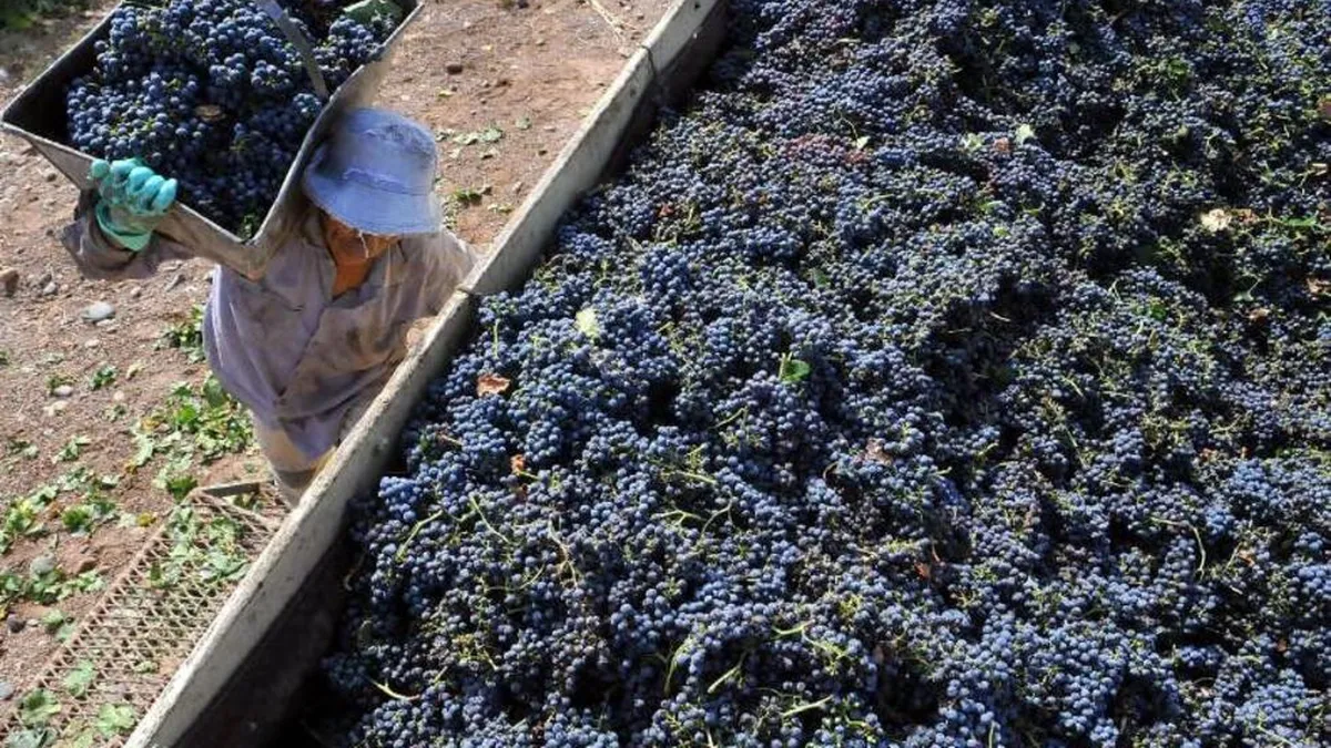Productores vitivinícolas aseguran que la crisis de los viñateros en Mendoza se refleja en la caída de la rentabilidad y el aumento de costos.