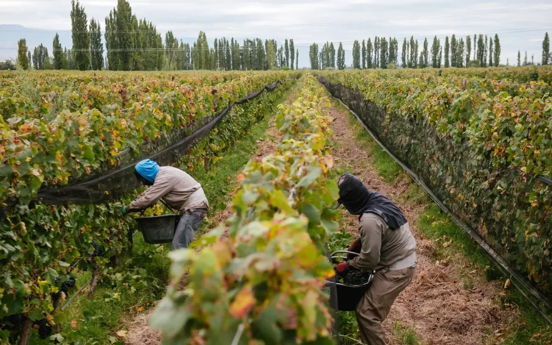 Crisis en la vitivinicultura: fuerte reclamo para que el ministro Vargas Arizu de explicaciones