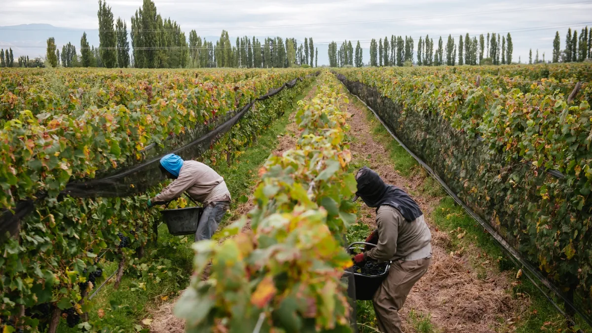 Datos del Instituto Nacional de Vitivinicultura reflejan la magnitud de la crisis.