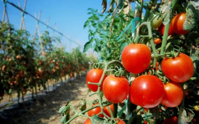 Crisis del agro en Mendoza: Marcelo Serrano advirtió que “la producción está al límite”