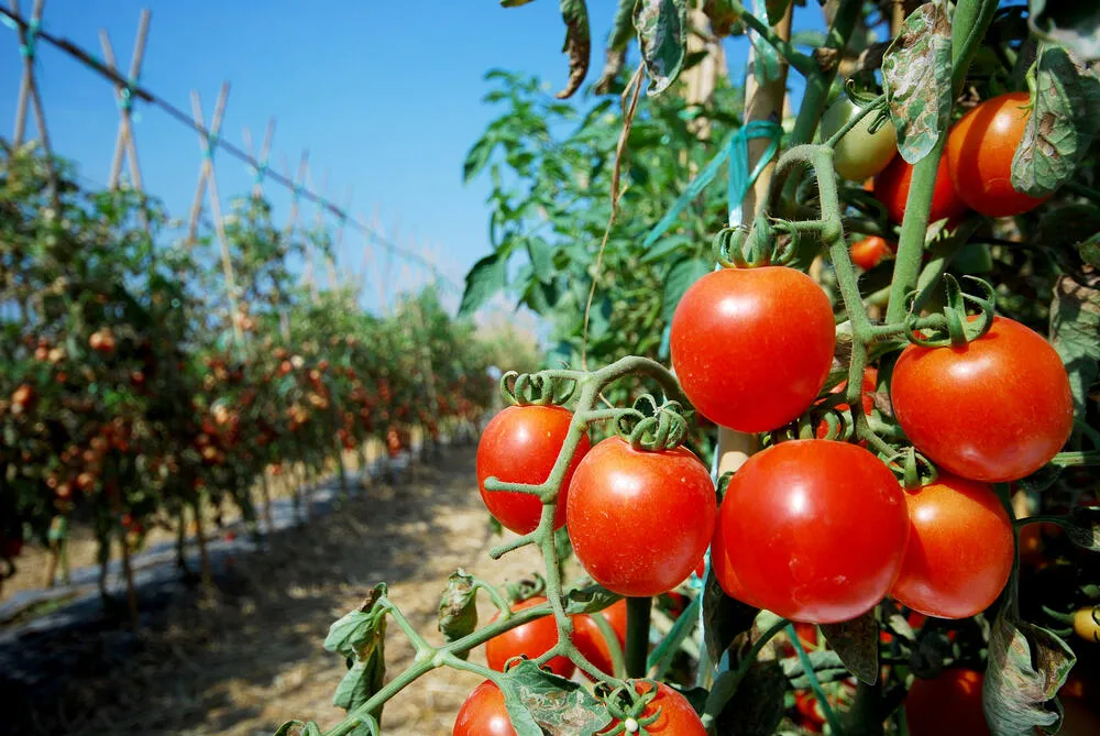 Crisis del agro en Mendoza: productores denuncian caída histórica de la rentabilidad