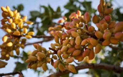 Frutos secos en San Rafael: el plan que puede transformar el campo y abrir una nueva oportunidad para los productores