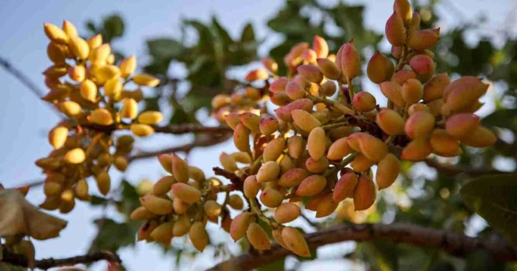 El cultivo de pistachos gana protagonismo como alternativa productiva en el sur mendocino.