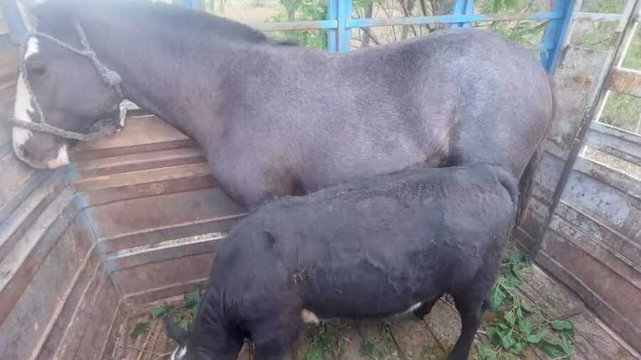 Secuestraron un equino y un bovino que eran transportados sin documentación