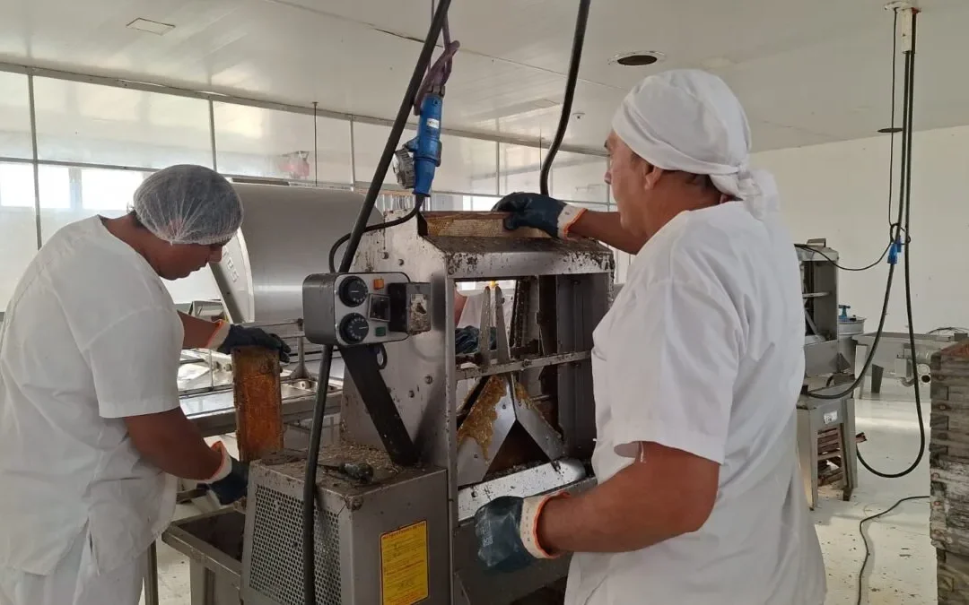 Apoyo a la producción: la Sala Municipal avanza con pruebas de fraccionamiento de miel en pequeña escala