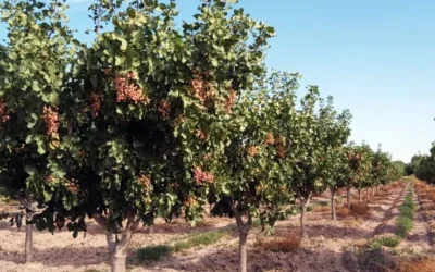 San Rafael se prepara para la primera Jornada de Frutos Secos del Oasis Sur