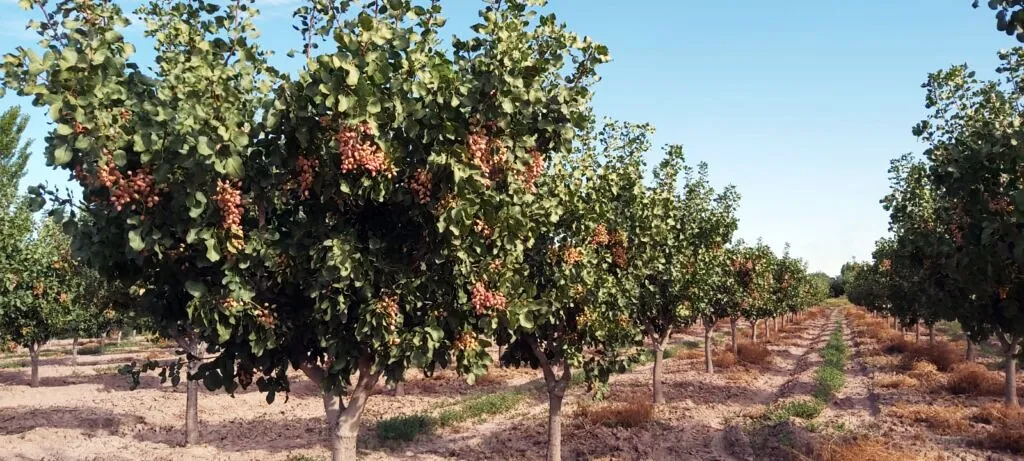 Jornada de Frutos Secos San Rafael