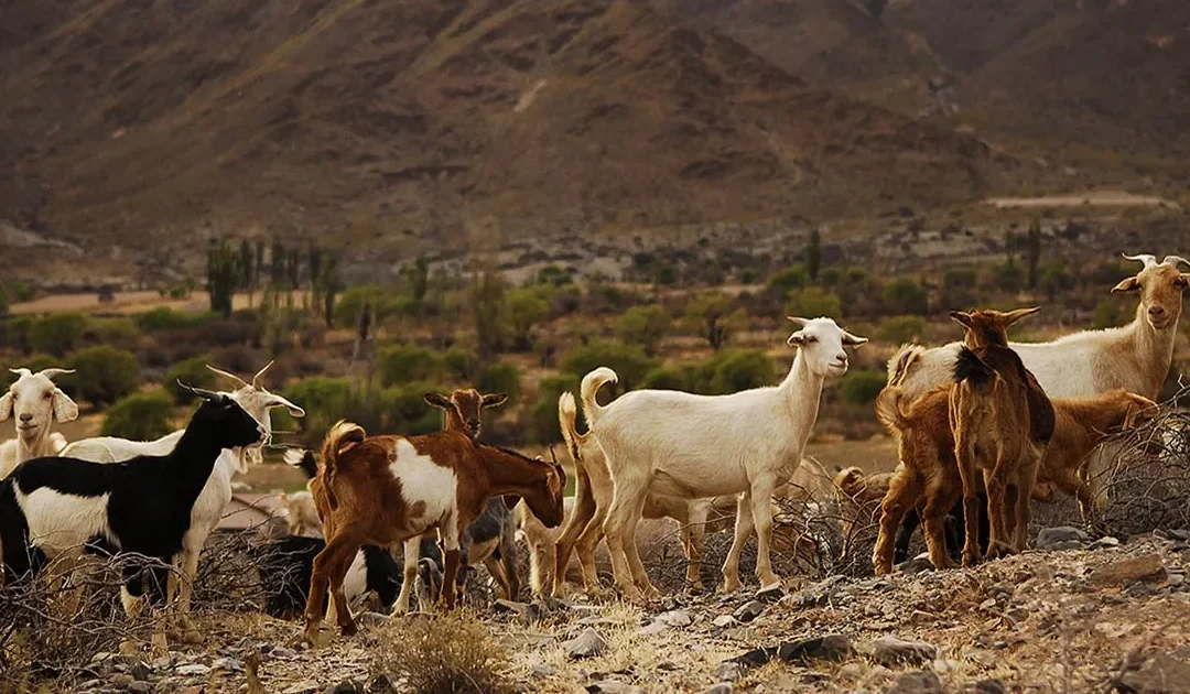 Productores caprinos de Punta del Agua advierten sobre las dificultades para sostener la actividad