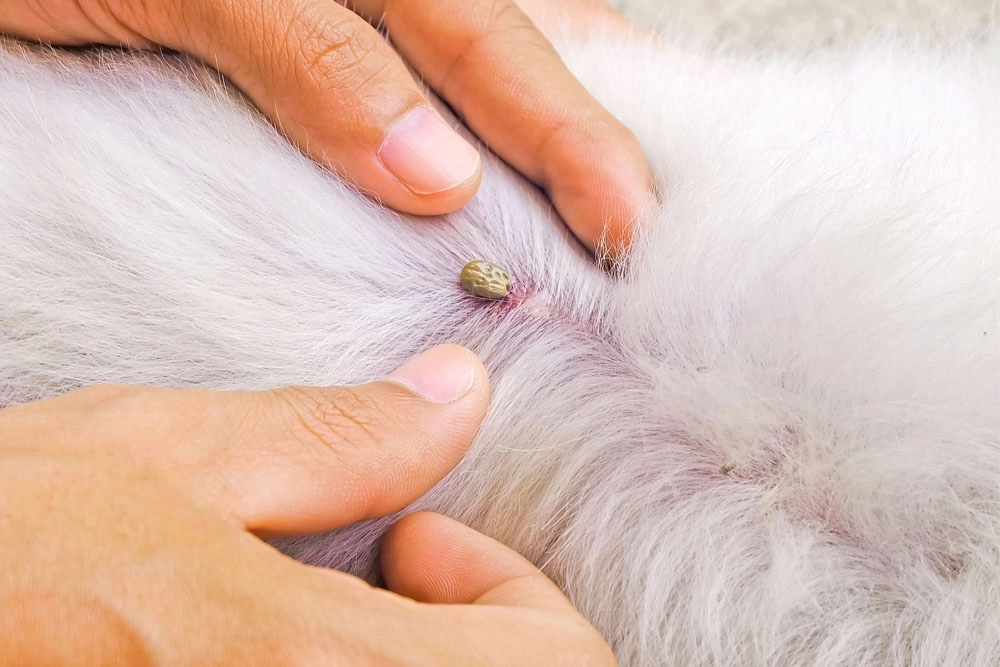 Erliquia canina