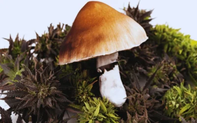 Psilocibina y hongos adaptógenos: qué dice la ciencia y cuál es la situación en Argentina
