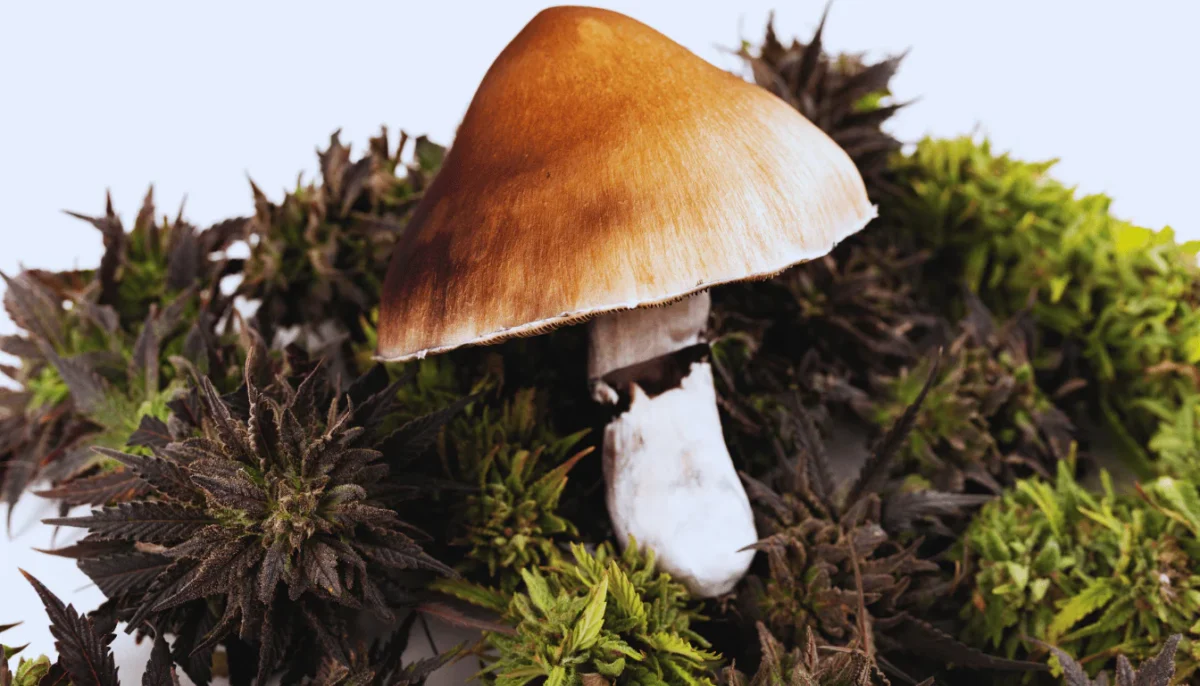 Psilocibina y hongos adaptógenos
