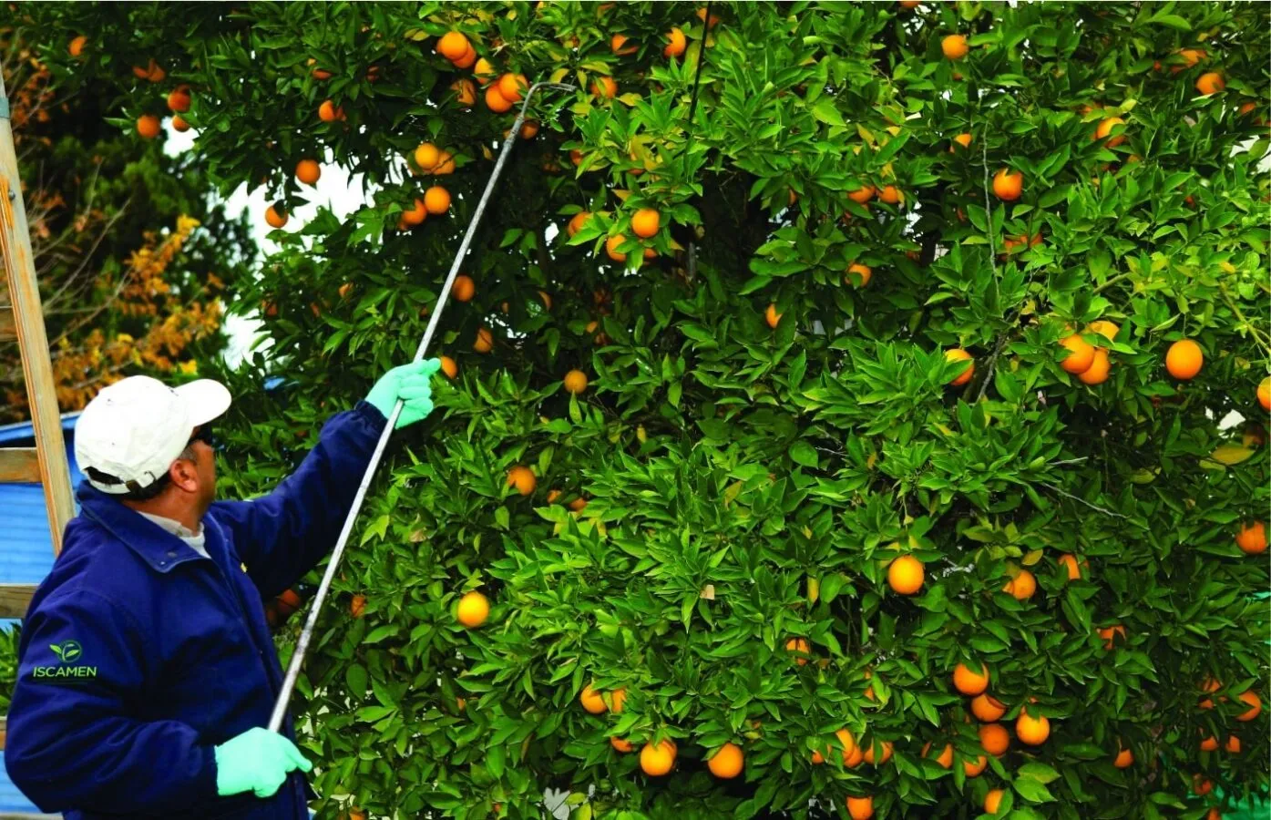 Vecinos de San Rafael deben completar la cosecha de cítricos antes del 31 de agosto para colaborar con el control sanitario. Vecinos de San Rafael deben completar la cosecha de cítricos antes del 31 de agosto para colaborar con el control sanitario.