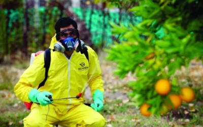 Cosecha de cítricos en San Rafael: 3 motivos por los que ISCAMEN pide retirar toda la fruta antes del 31 de agosto