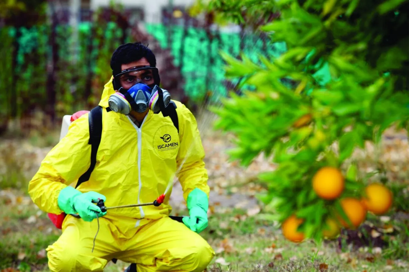 Las brigadas fitosanitarias de ISCAMEN brindan asistencia gratuita a quienes no pueden retirar la fruta de sus árboles. Las brigadas fitosanitarias de ISCAMEN brindan asistencia gratuita a quienes no pueden retirar la fruta de sus árboles.