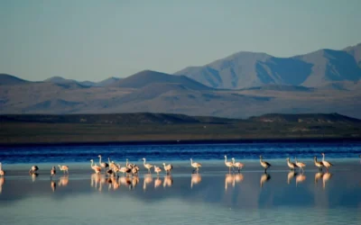 La Laguna de Llancanelo brilla en el mapa mundial: nuevo reconocimiento internacional