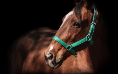 Ley Ágata: buscan endurecer sanciones y prevenir el maltrato animal en Mendoza