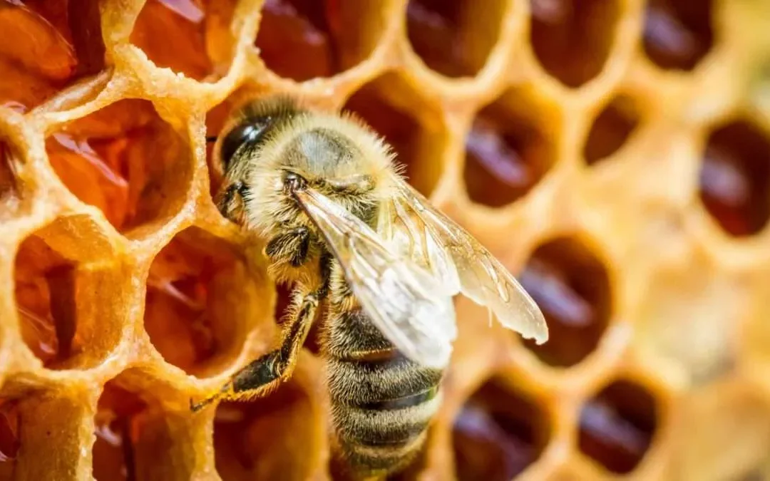 Apicultura en San Rafael: crecimiento, desafíos y nuevas oportunidades para productores rurales