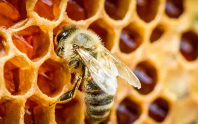 Apicultura en San Rafael: crecimiento, desafíos y nuevas oportunidades para productores rurales