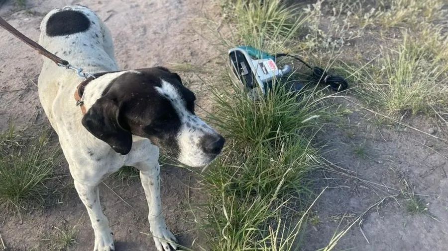 Trabajo efectivo del perro Noll