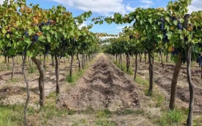 La inseguridad en distritos deja mucha tela para cortar