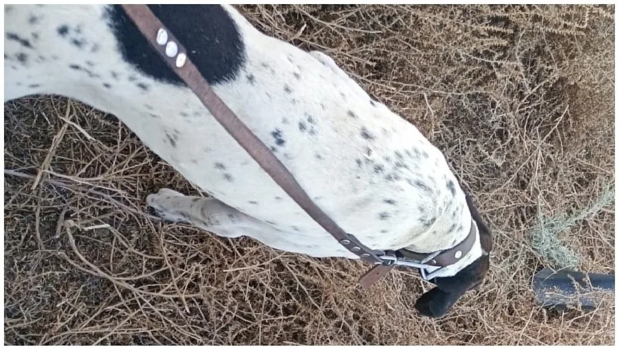 perro Nol esclarece un delito