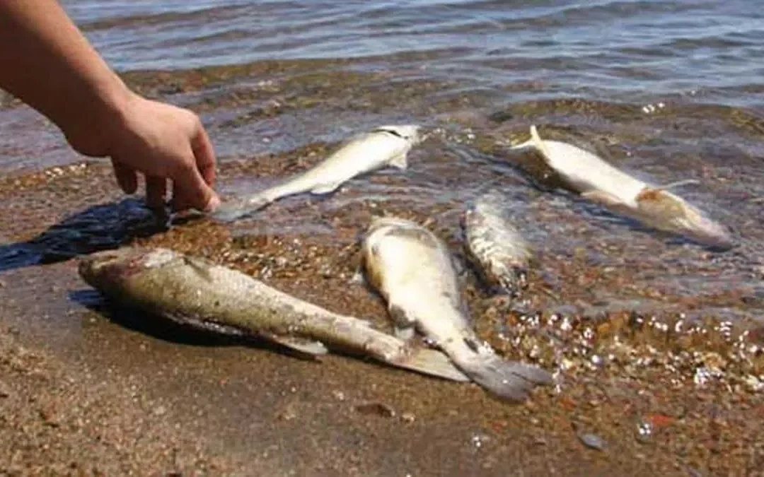 Preocupación en El Nihuil por la fuerte baja del embalse: vecinos apuntan a Irrigación