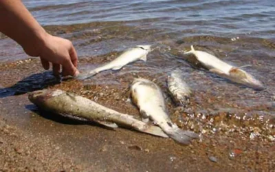 Preocupación en El Nihuil por la fuerte baja del embalse: vecinos apuntan a Irrigación