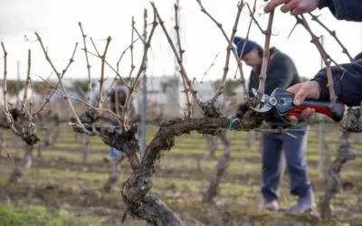 El Municipio y el INTA brindarán capacitaciones gratuitas sobre poda de frutales y viñedos