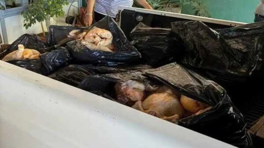 Nauseabundo: sujeto transportaba 150 kilos de pollo en mal estado