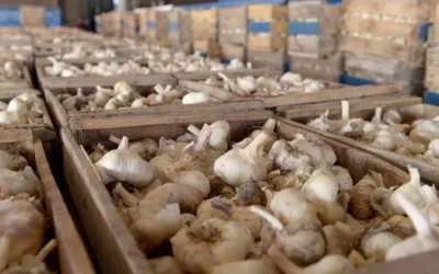 “Estamos perdiendo competitividad”: la advertencia de productores de ajo del Valle de Uco
