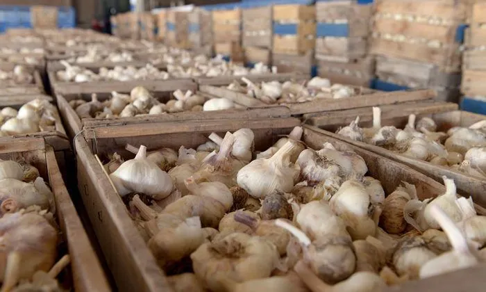 La cosecha y la posterior conservación del ajo son etapas decisivas para preservar la calidad y mejorar el precio de venta.