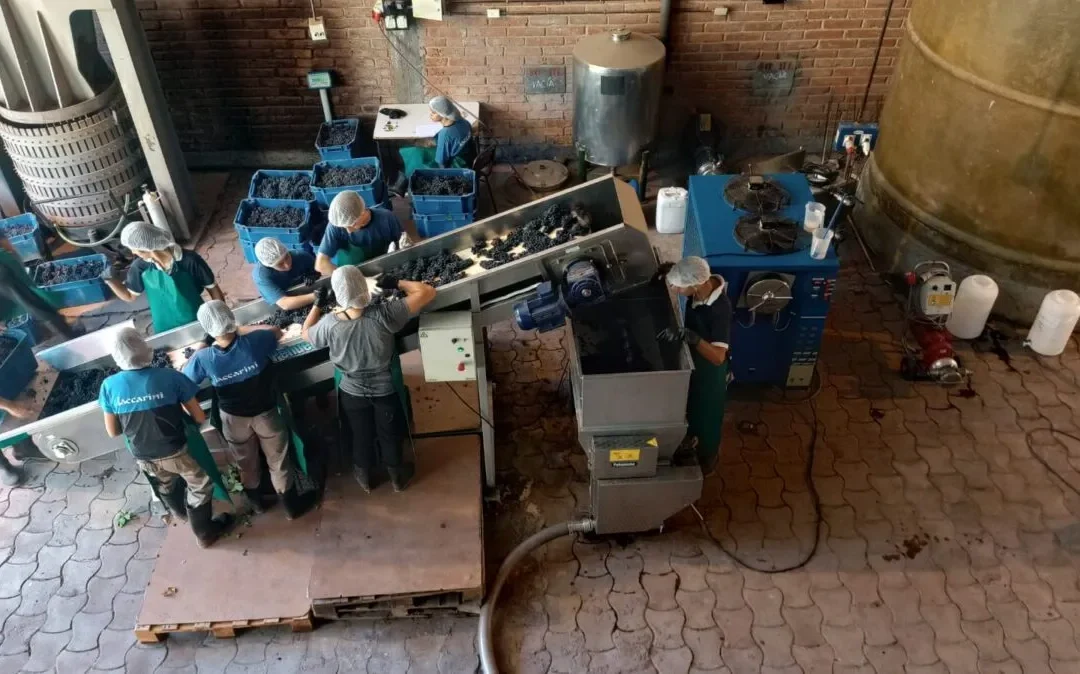 Alumnos de la Escuela Iaccarini realizan la cosecha y elaboran su tradicional vino en San Rafael