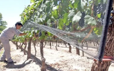 La lucha antigranizo y la incertidumbre preocupan a los productores de San Rafael
