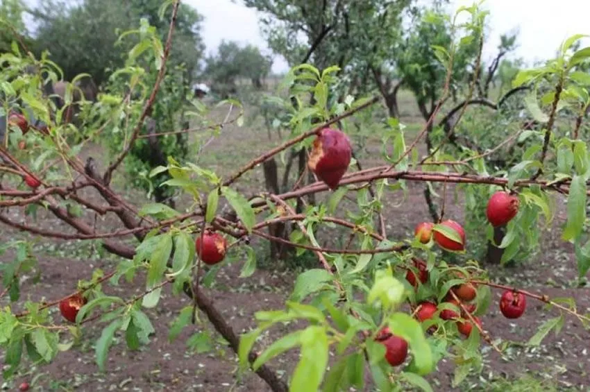 Seguro agrícola: piden que el costo sea el mismo para los productores del sur que para el resto de la provincia