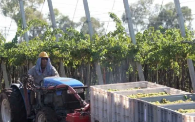 Vitivinicultura en crisis: San Rafael perdió 3.106 hectáreas y la cosecha cayó hasta 40 %