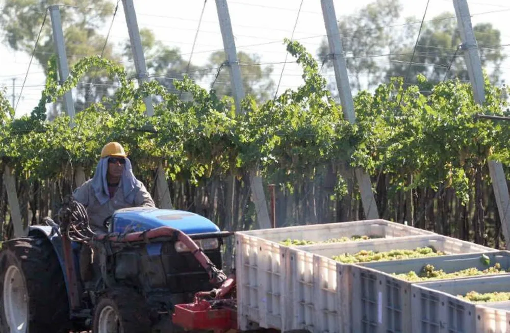 Vitivinicultura en crisis: San Rafael pierde hectáreas y rentabilidad