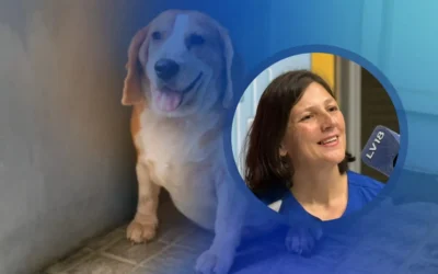 Hipotiroidismo en perros: señales de alerta, diagnóstico y tratamiento 