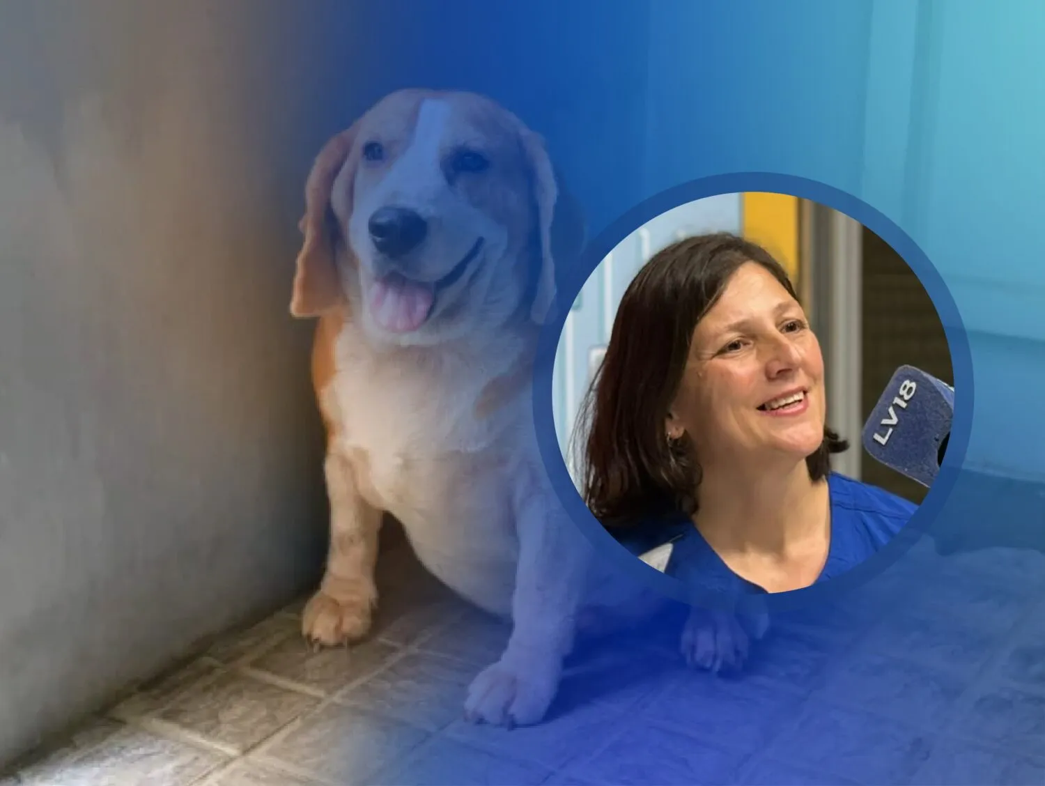 Cecilia García Hipotiroidismo en perros