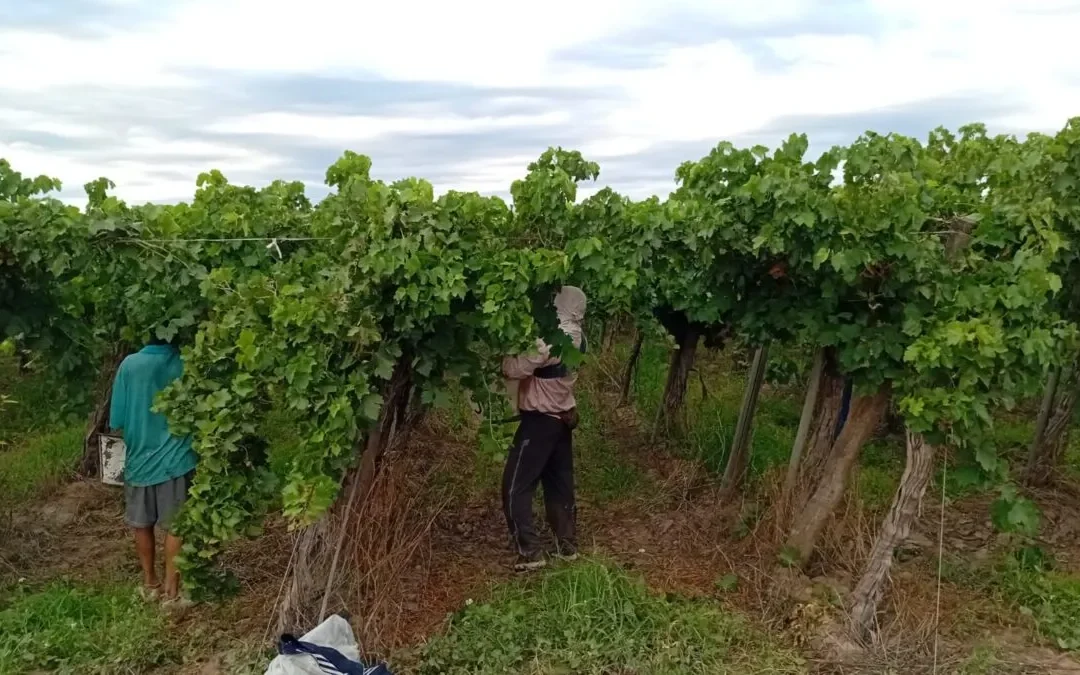 Productores del Este preparan cortes de ruta y caravanazo por el precio de la uva