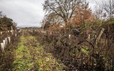 La crisis del vino en Mendoza se profundiza: pequeños productores abandonan sus fincas
