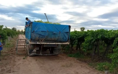 Crisis vitivinícola en Mendoza: Sat advierte que podrían faltar uvas en cuatro años